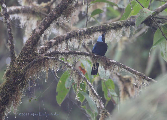 Azure-hooded Jay (Cyanolyca cucullata) photo