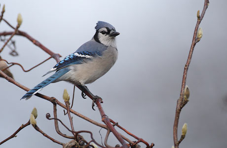 Blue Jay (Cyanocitta cristata) photo image