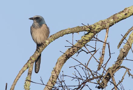 Florida Scrub Jay (Aphelocoma coerulescens) photo image