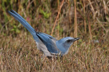 Florida Scrub Jay (Aphelocoma coerulescens) photo image