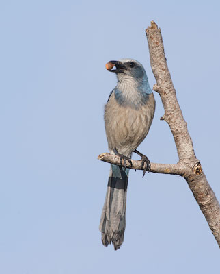 Florida Scrub Jay (Aphelocoma coerulescens) photo image
