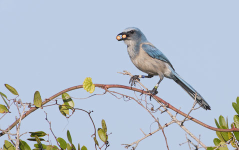 Florida Scrub Jay (Aphelocoma coerulescens) photo image