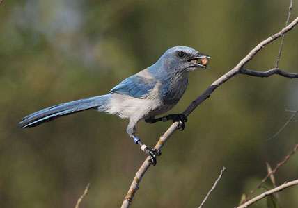Florida Scrub Jay (Aphelocoma coerulescens) photo image