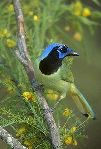 Green Jay (Cyanocorax luxuosus) photo image