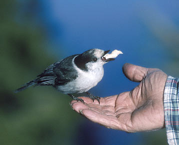 Gray Jay (Perisoreus canadensis) photo image