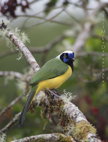 Inca Jay (Cyanocorax yncas) photo image