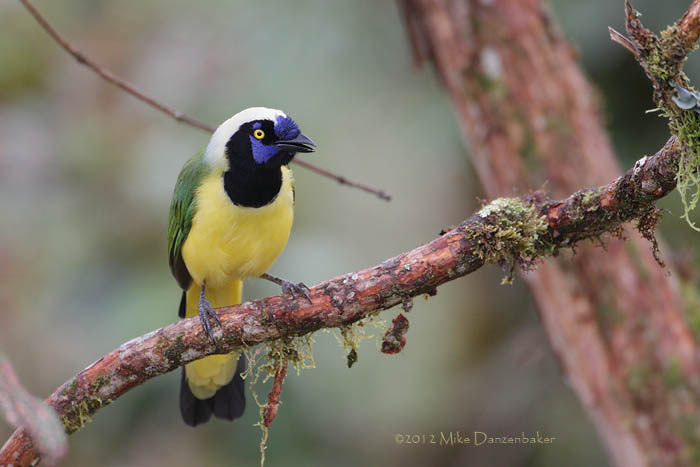 Inca Jay (Cyanocorax yncas) photo image