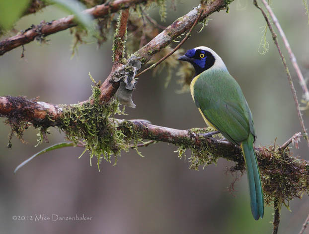 Inca Jay (Cyanocorax yncas) photo image