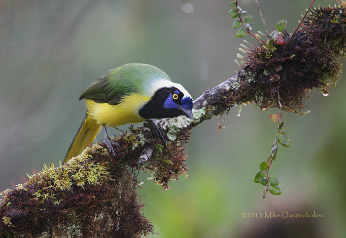 Inca Jay (Cyanocorax yncas) photo image