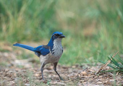Island Scrub Jay (Aphelocoma insularis) photo image