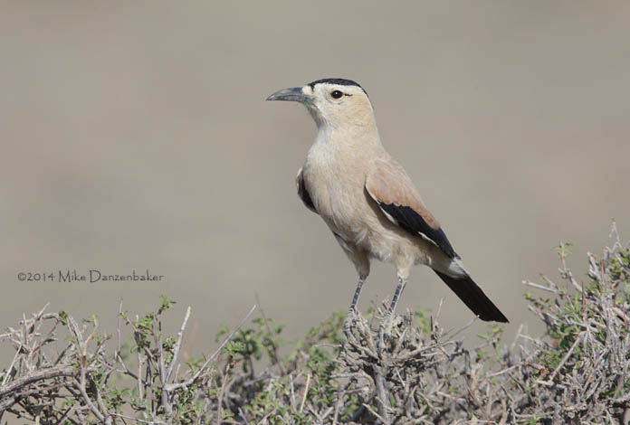 Henderson's Ground Jay (Podoces hendersoni) photo