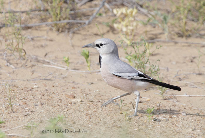 Pander's Ground Jay (Podoces panderi) photo