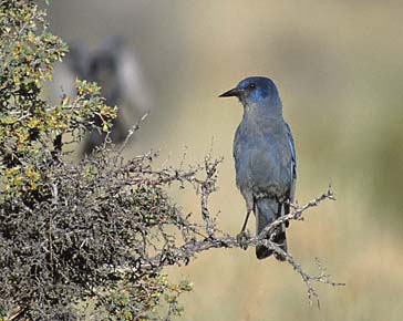 Pinyon Jay (Gymnorhinus cyanocephalus) photo image