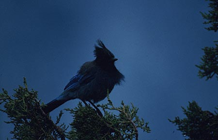 Steller's Jay (Cyanocitta stelleri) photo image