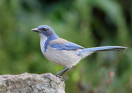 California Scrub Jay (Aphelocoma californica) photo image