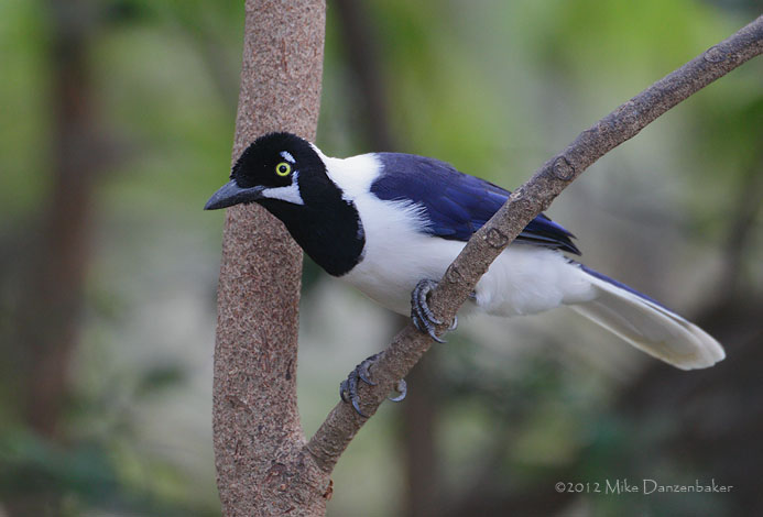 White-tailed Jay (Cyanocorax mystacalis) photo image