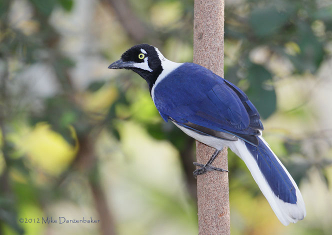 White-tailed Jay (Cyanocorax mystacalis) photo image