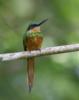 Rufous-tailed Jacamar (Galbula ruficauda) photo image
