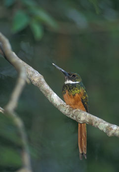 Rufous-tailed Jacamar (Galbula ruficauda) photo image