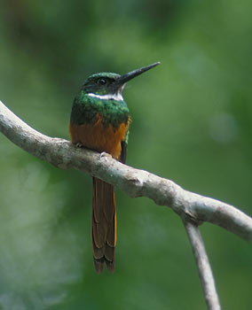 Rufous-tailed Jacamar (Galbula ruficauda) photo image