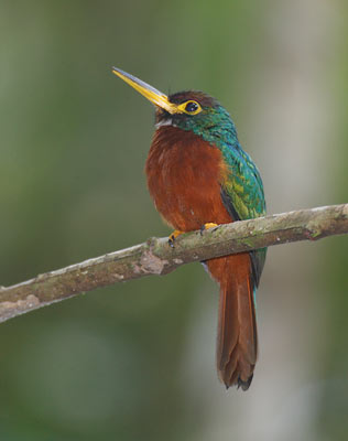 Yellow-billed Jacamar (Galbula albirostris) photo image