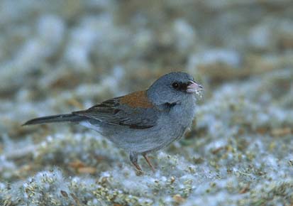 Dark-eyed Junco (Junco hyemalis) photo image