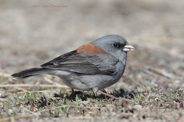 Dark-eyed Junco (Junco hyemalis) photo image