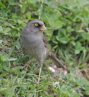 Volcano Junco (Junco vulcani) photo image