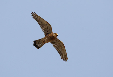 Alexander's Kestrel (Falco tinnunculus alexandri) photo image