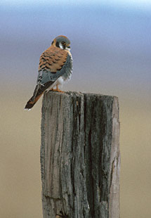 American Kestrel (Falco sparverius) photo image