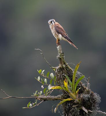 American Kestrel (Falco sparverius) photo image