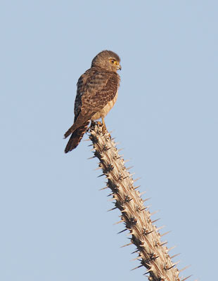 Banded Kestrel (Falco zoniventris) photo