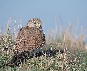 Common Kestrel (Falco tinnunculus) photo image