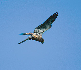 Common Kestrel (Falco tinnunculus) photo image