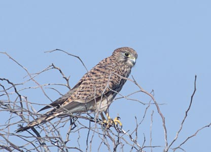 Common Kestrel (Falco tinnunculus) photo image