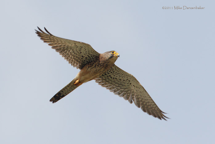 Common Kestrel (Falco tinnunculus) photo image