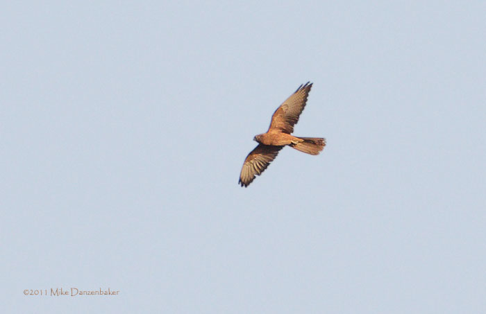Fox Kestrel (Falco alopex) photo image