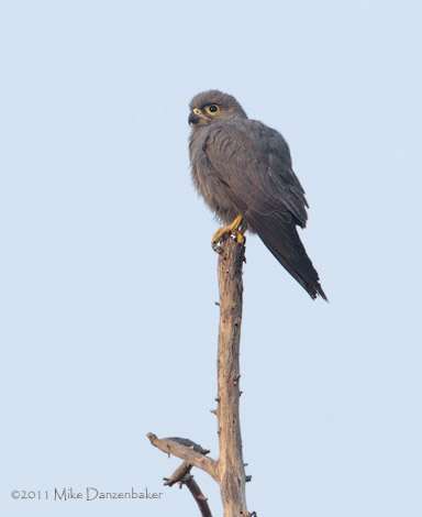 Grey Kestrel (Falco ardosiaceus) photo image