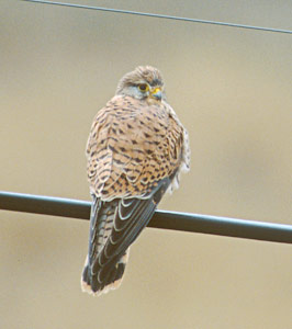 Lesser Kestrel (Falco naumanni) photo image