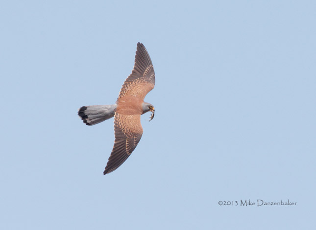 Lesser Kestrel (Falco naumanni) photo image