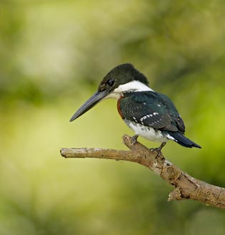 Amazon Kingfisher (Chloroceryle amazona) photo image
