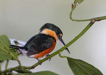 American Pygmy Kingfisher (Chloroceryle aenea) photo image