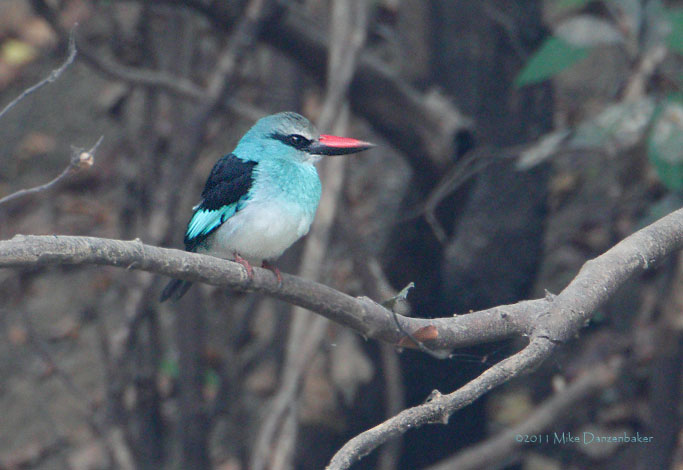 Blue-breasted Kingfisher (Halcyon malimbica) photo image