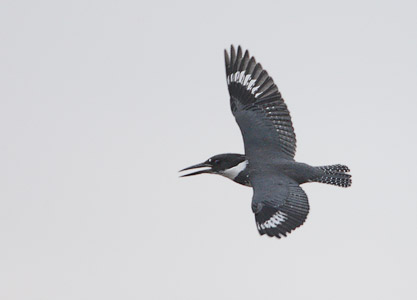 Belted Kingfisher (Megaceryle alcyon) photo image