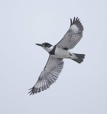 Belted Kingfisher (Megaceryle alcyon) photo image