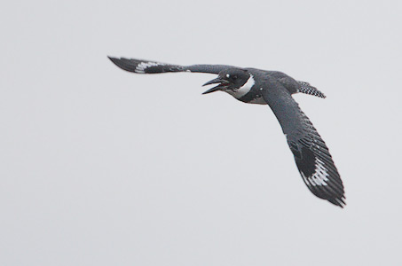 Belted Kingfisher (Megaceryle alcyon) photo image