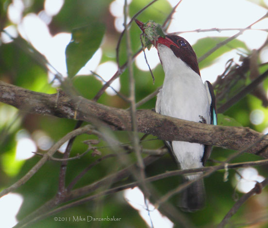 Chocolate-backed Kingfisher (Halcyon badia) photo image