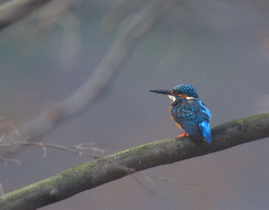 Common Kingfisher (Alcedo atthis) photo image