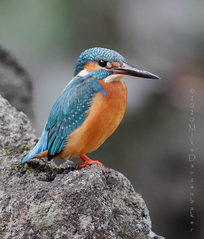 Common Kingfisher (Alcedo atthis) photo image