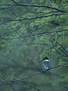 Green Kingfisher (Chloroceryle americana) photo image